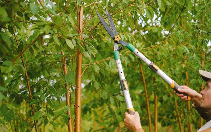 Tree trimming in Cumberland City, TN